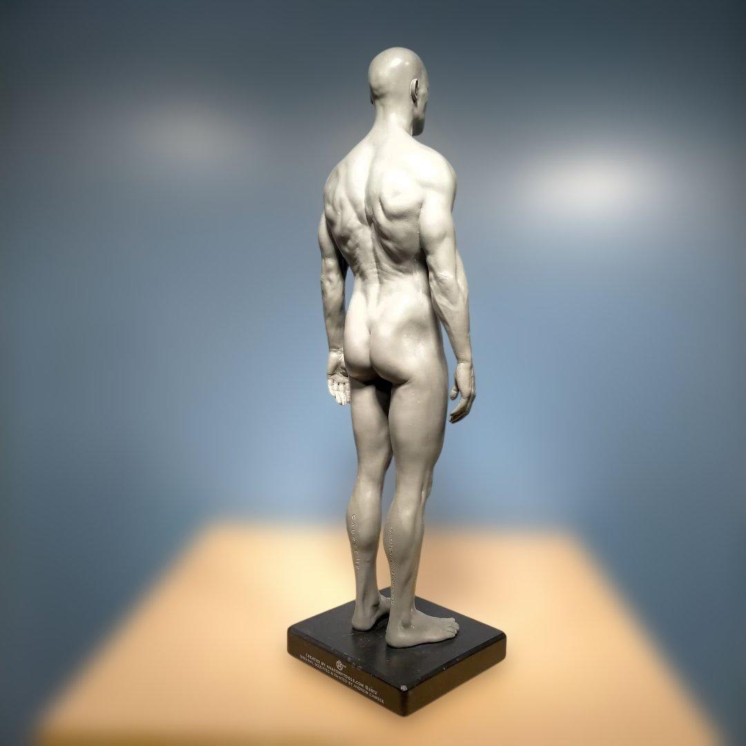 AnatomyTools.com 人体模型30cm