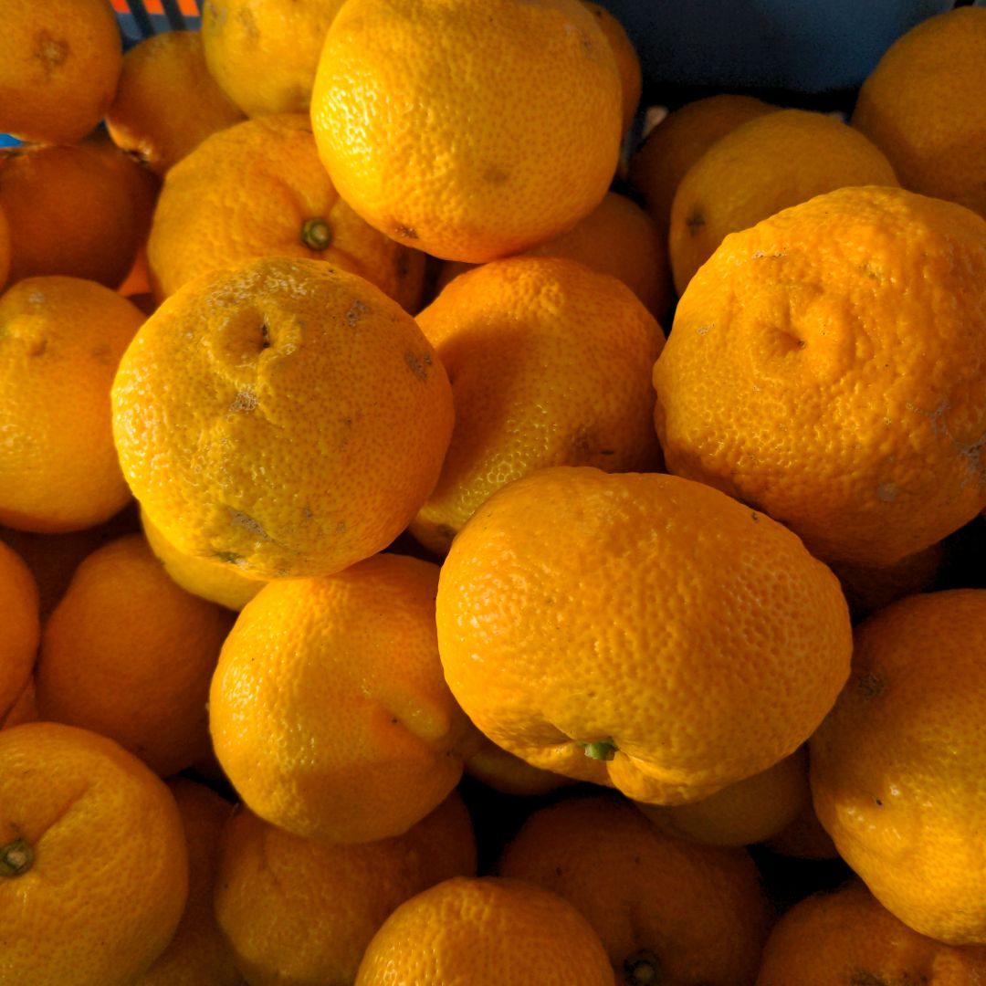 霜降り完熟本柚子２０kg。鍋料理、ポン酢、柚子胡椒、柚子味噌、ジャム、酒、焼酎