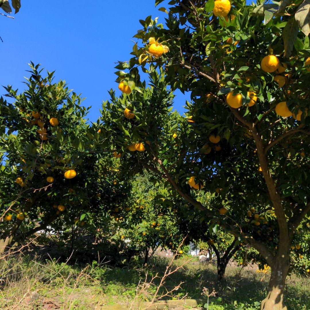 霜降り完熟本柚子２０kg。鍋料理、ポン酢、柚子胡椒、柚子味噌、ジャム、酒、焼酎
