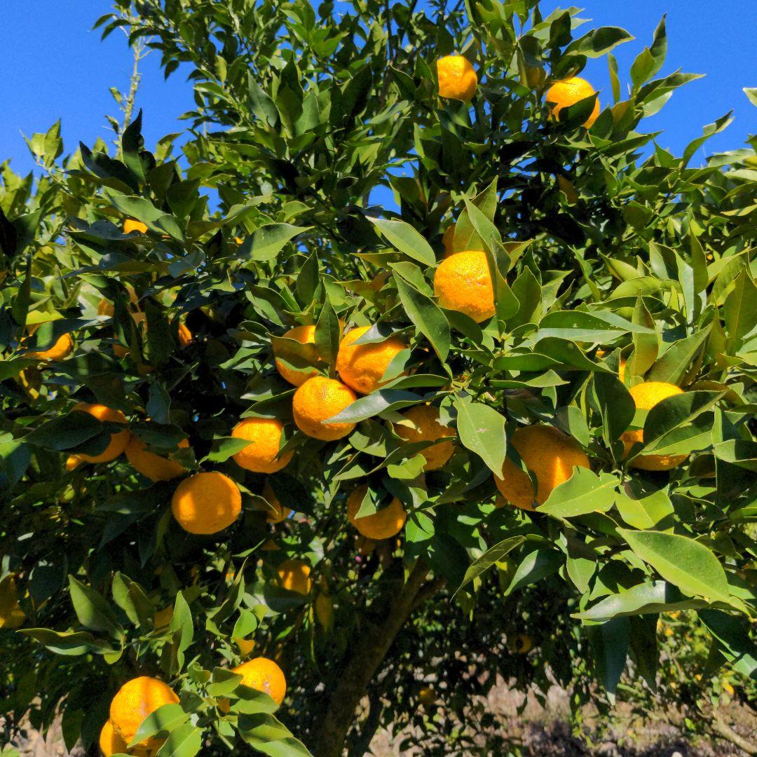 霜降り完熟本柚子２０kg。鍋料理、ポン酢、柚子胡椒、柚子味噌、ジャム、酒、焼酎