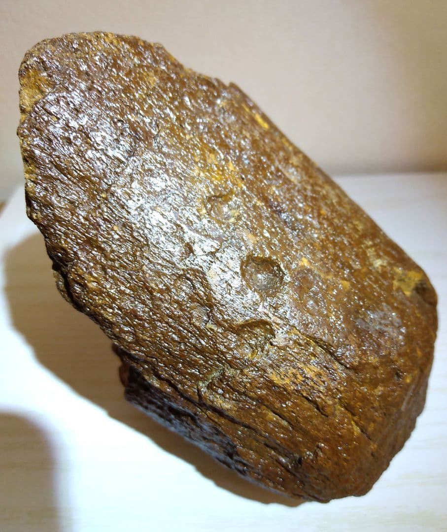 プレシオサウルスの仲間の骨　化石