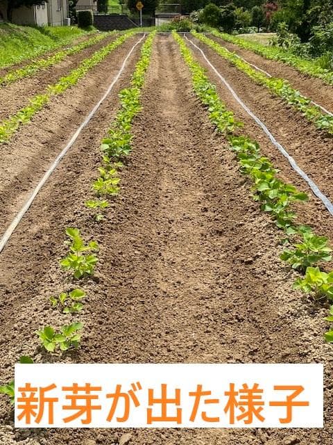 【新豆】R7年産 大粒 丹波黒系 黒大豆（愛知県産）5kg　№319