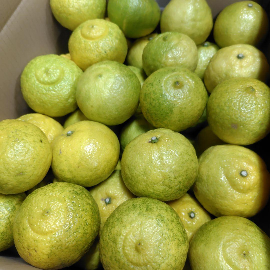 【ꕤ419】はるか『ご家庭用』熊本みかん（20kg）