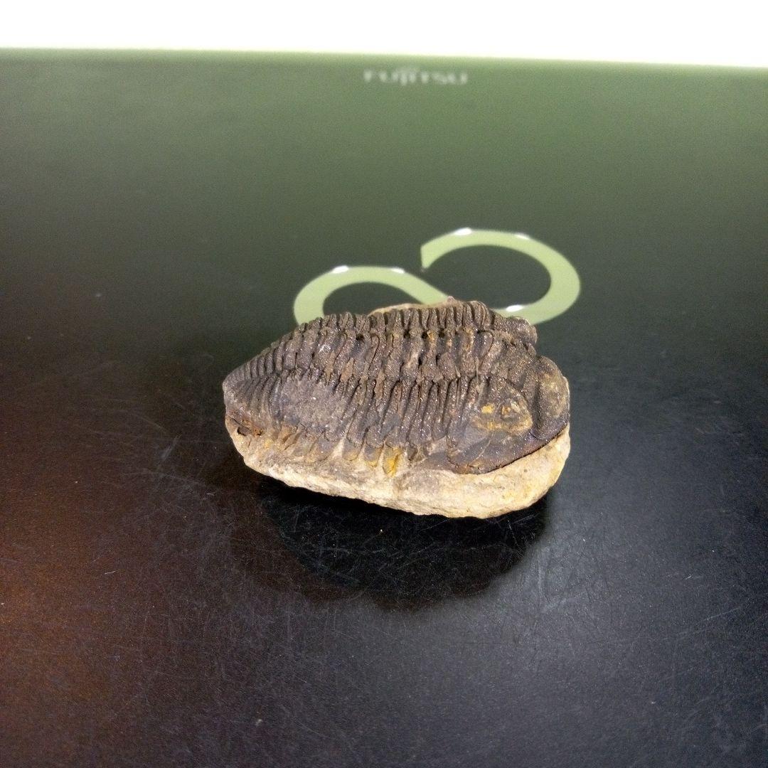 三葉虫　化石　fossil　ボリビア産　trilobite　ノジュール判別④