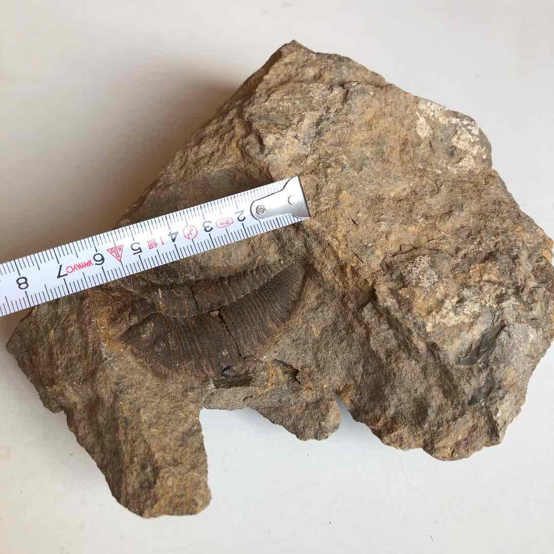 モロッコ産　三葉虫化石