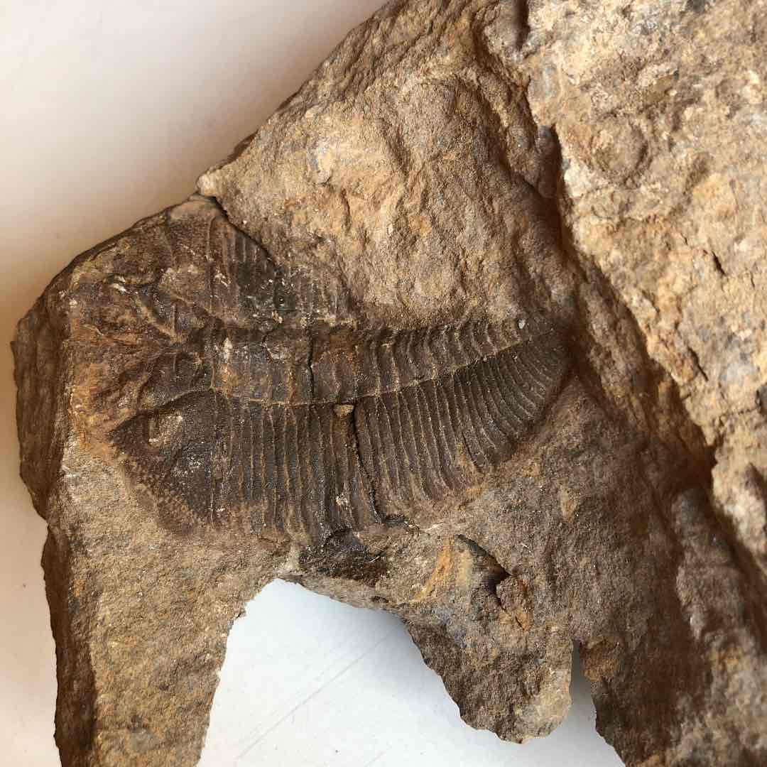 モロッコ産　三葉虫化石