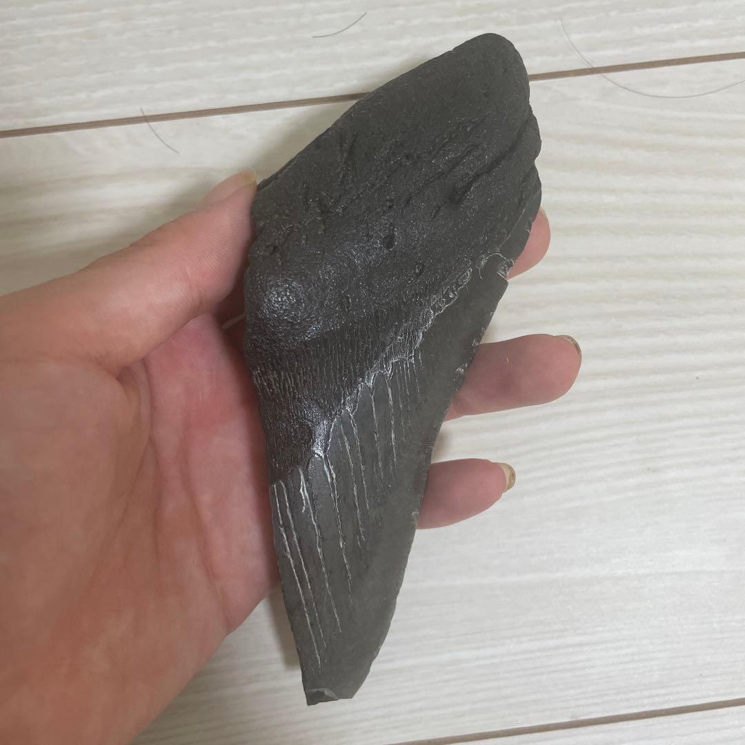 メガロドンの歯の化石