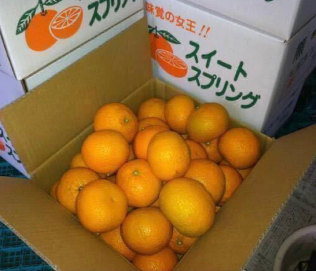 味にハズレなし！見た目を裏切る美味しさ【熊本産スイートスプリングLサイズ約20k