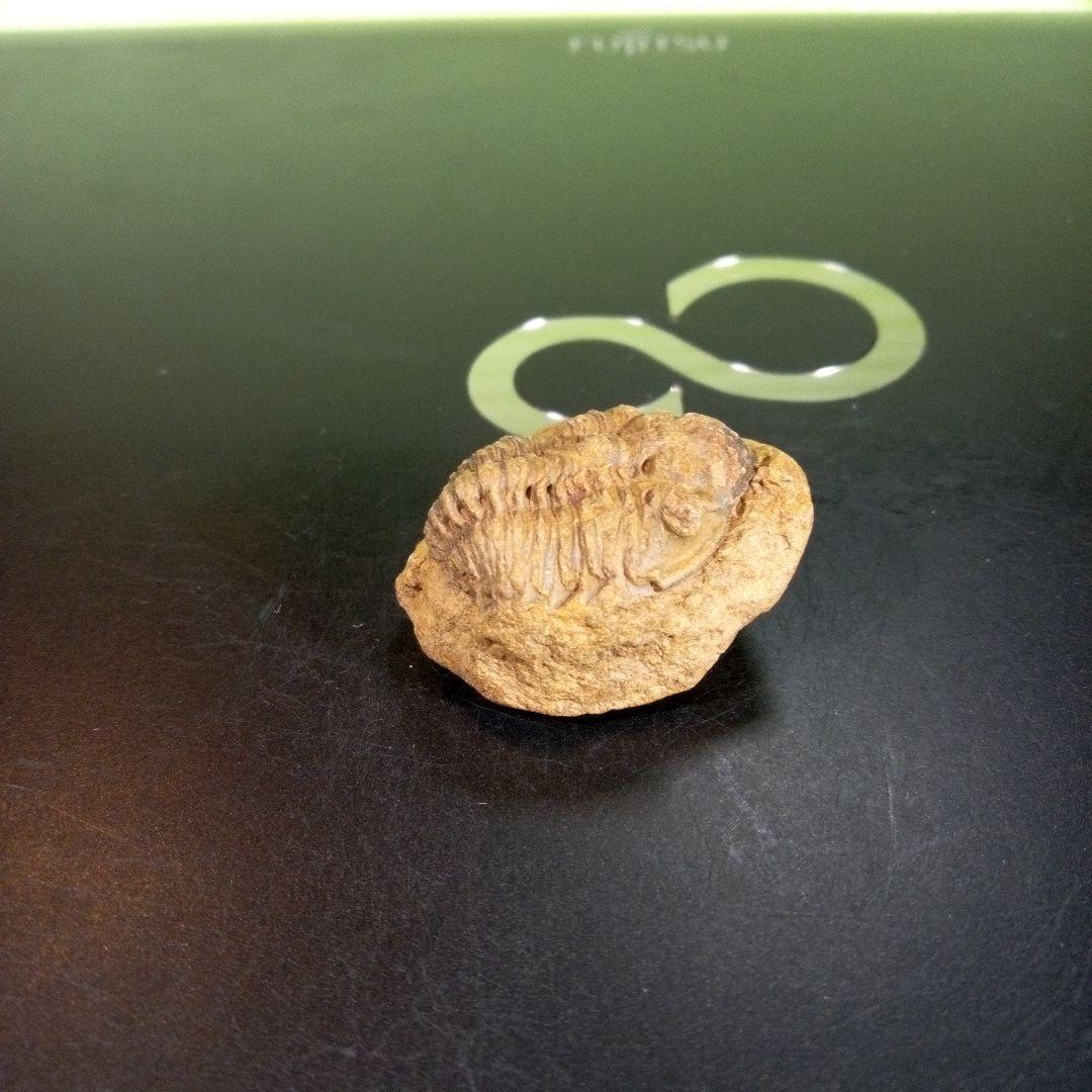 三葉虫　化石　fossil　海　ボリビア産　trilobite　海生動物種別①