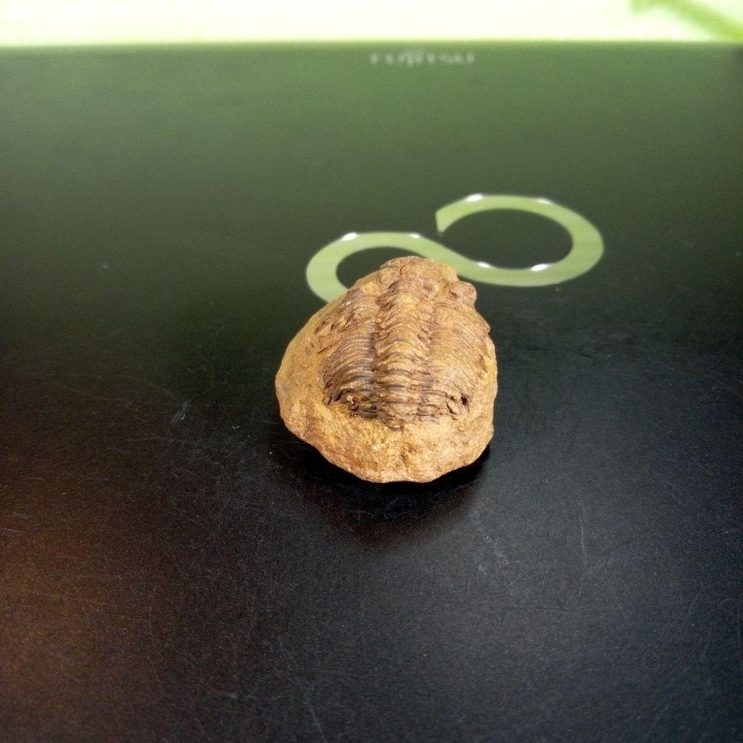 三葉虫　化石　fossil　海　ボリビア産　trilobite　海生動物種別①