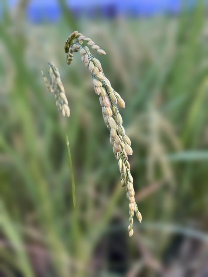 令和7年8月収穫土佐米/高知県産コシヒカリ(玄米)30kg 送料込/(箱入)