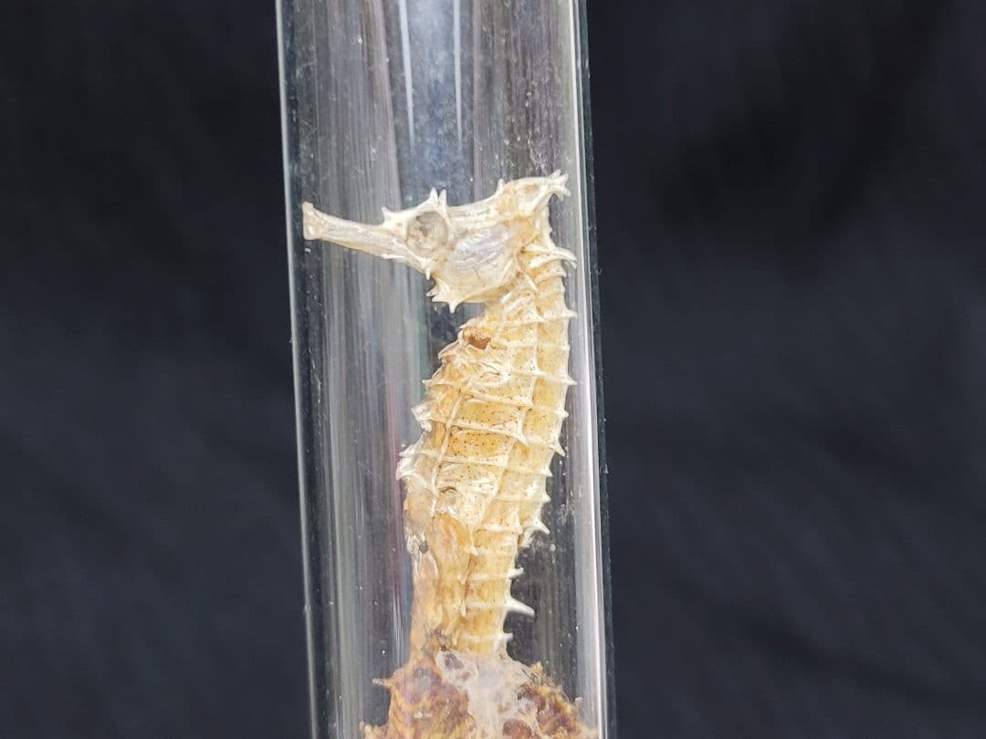 ヴィンテージ 薬瓶と試験管とタツノオトシゴ標本のセット レア