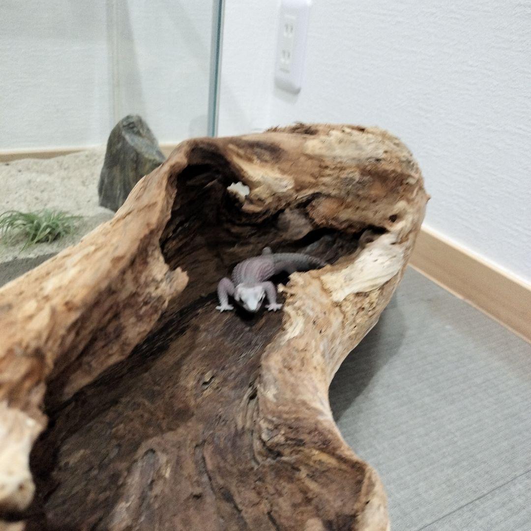【No.901】超大型シェルター流木　爬虫類レイアウト✫