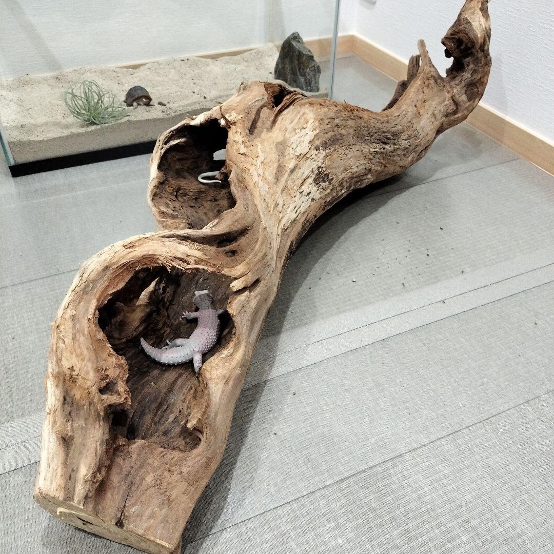 【No.901】超大型シェルター流木　爬虫類レイアウト✫