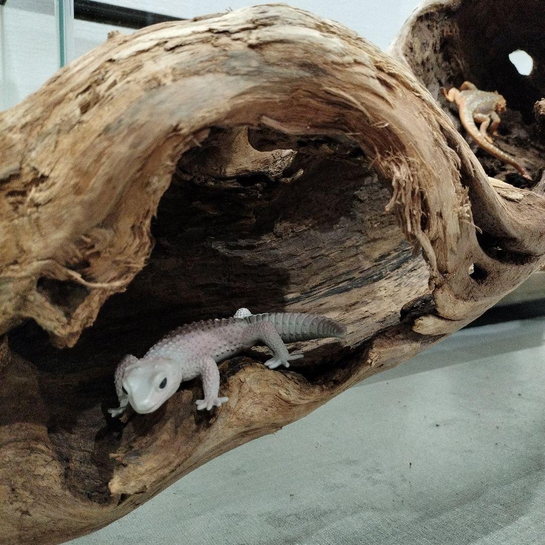 【No.901】超大型シェルター流木　爬虫類レイアウト✫