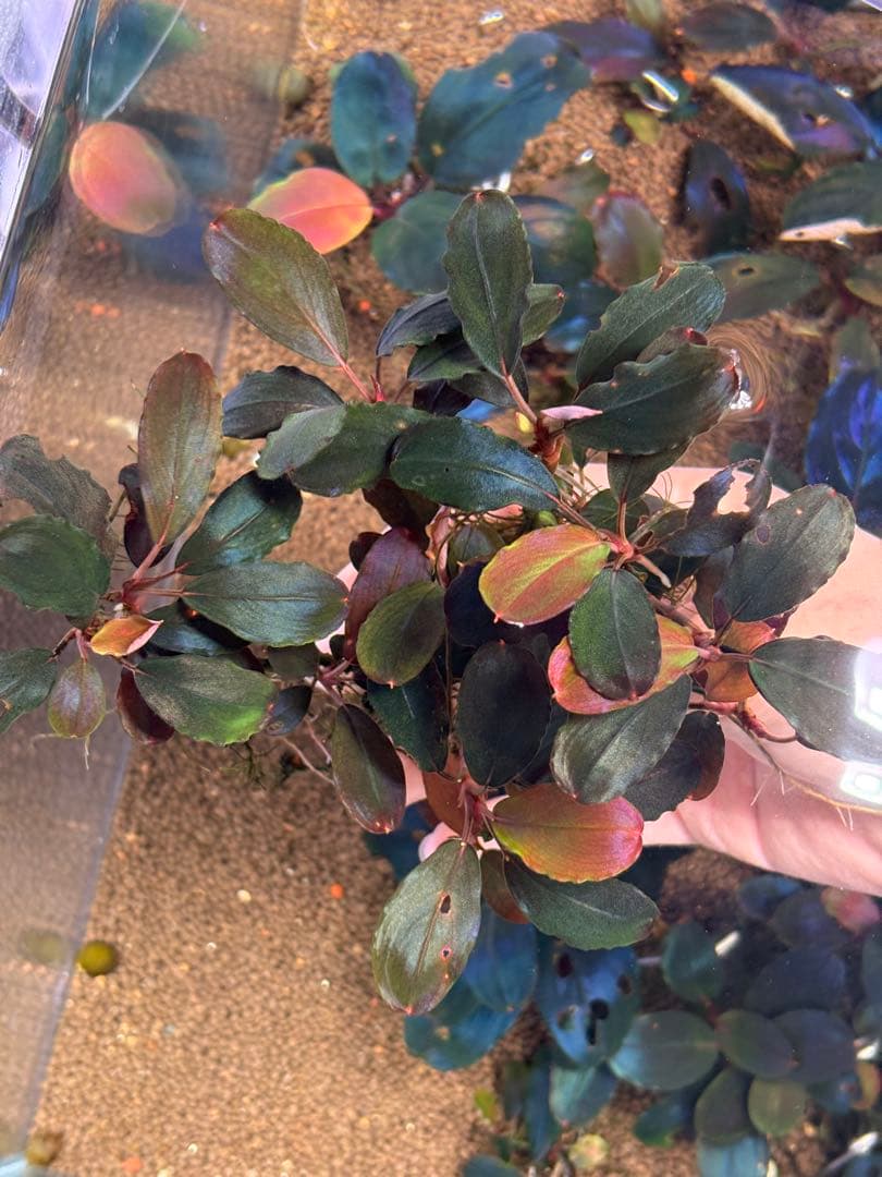 ブセファランドラ　レッドバード　10株以上