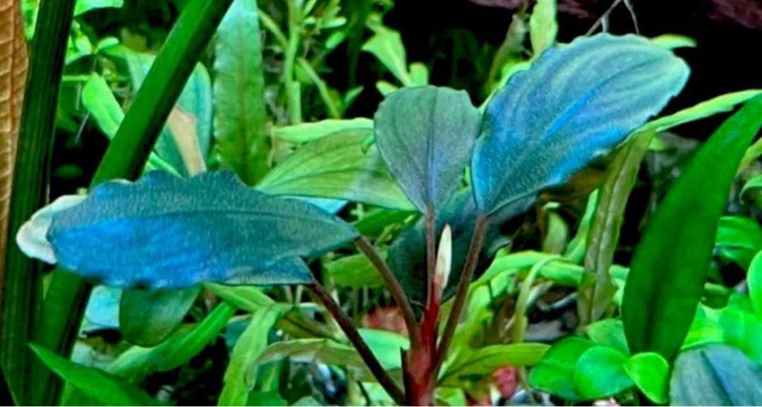 花芽付き！ブセファランドラsp.Blackghost 大株【完全水中葉】