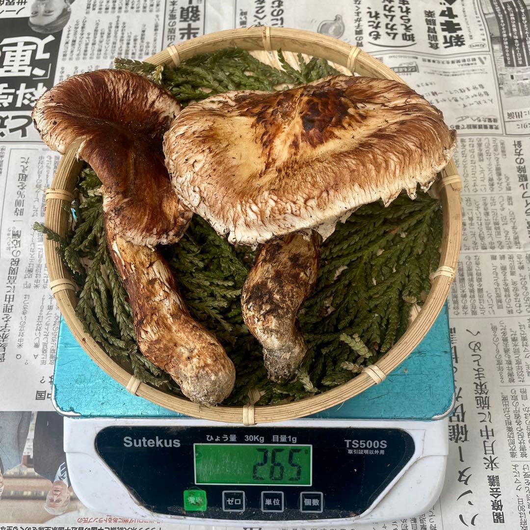 天然きのこ 松茸 国産 マツタケ まつたけ 山形県産 森の凛さん採取 その211