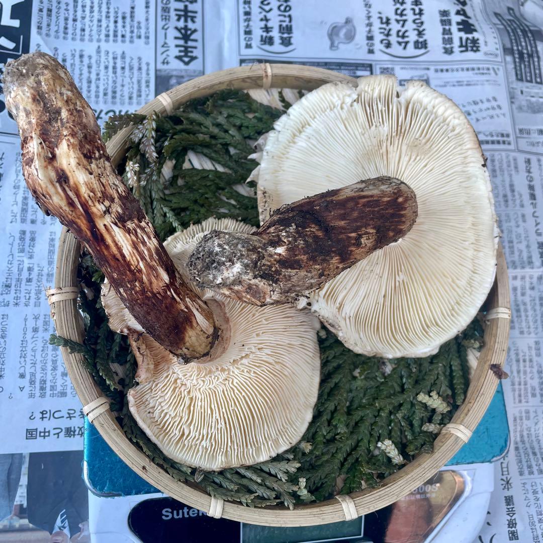 天然きのこ 松茸 国産 マツタケ まつたけ 山形県産 森の凛さん採取 その211