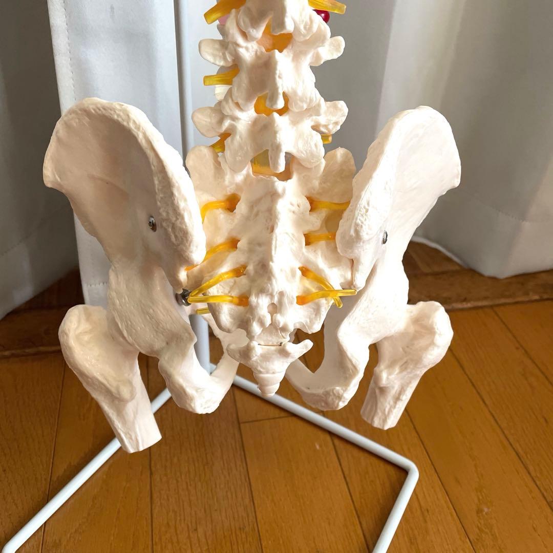 脊柱模型 骨模型 人体模型 背骨 骸骨 骨格標本 オブジェ