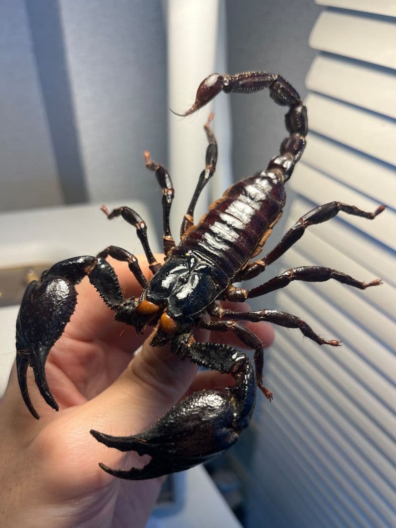 【巨大蠍標本】アジアンフォレストスコーピオン タランチュラ