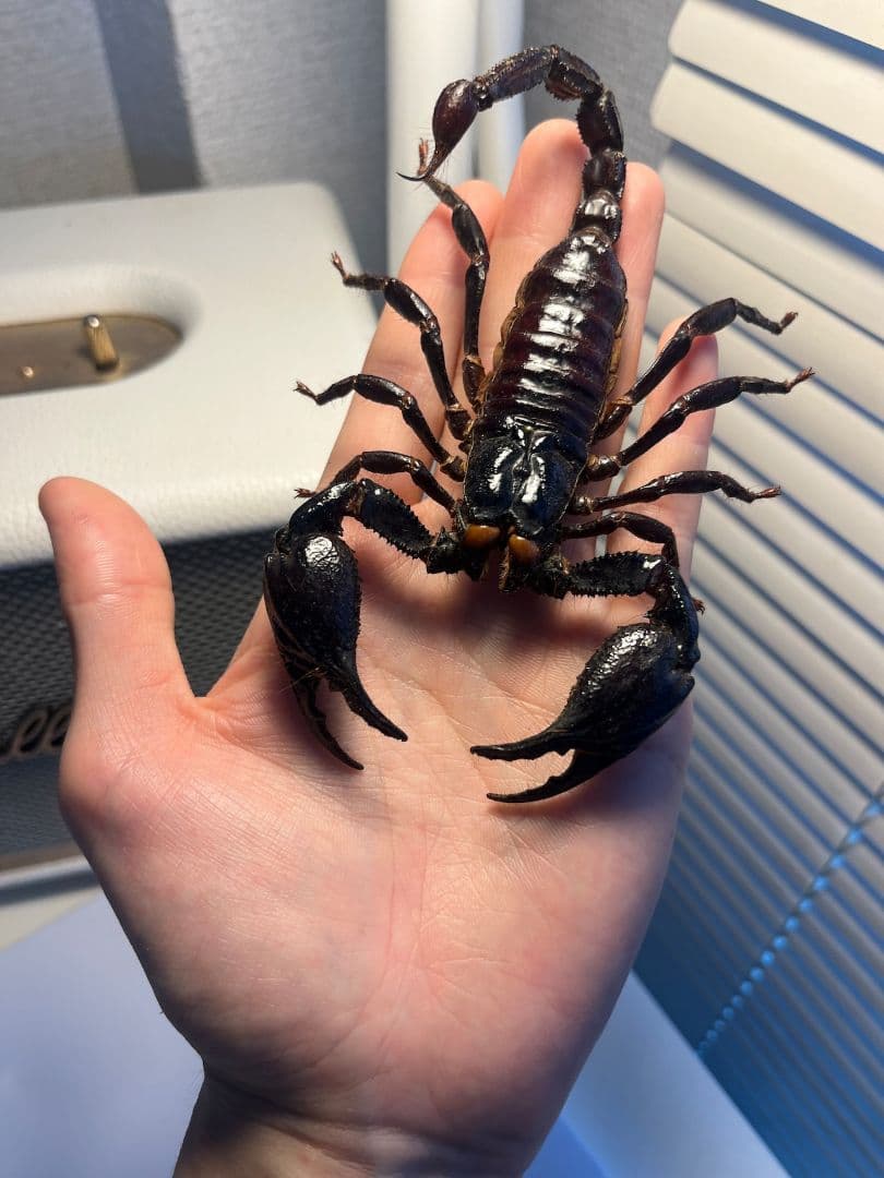【巨大蠍標本】アジアンフォレストスコーピオン タランチュラ