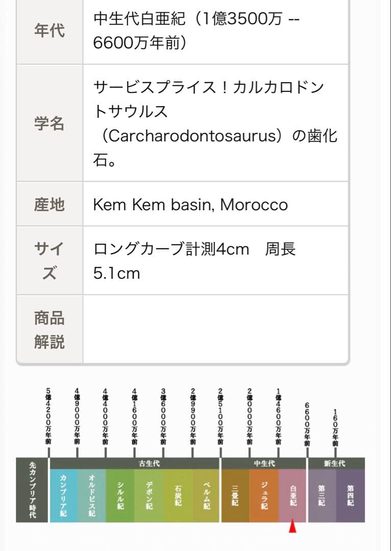 カルカロドントサウルスの歯 化石 約4センチ