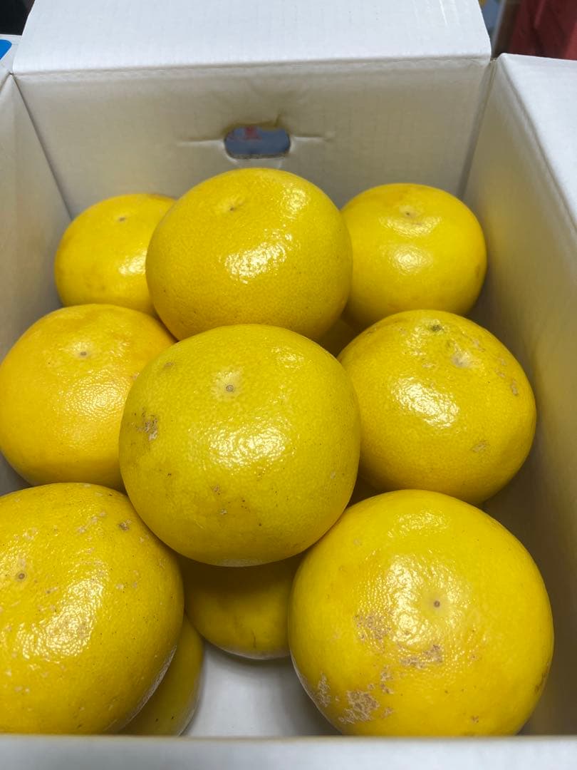 文旦　山北みかん　ポンカン　好きにも　12