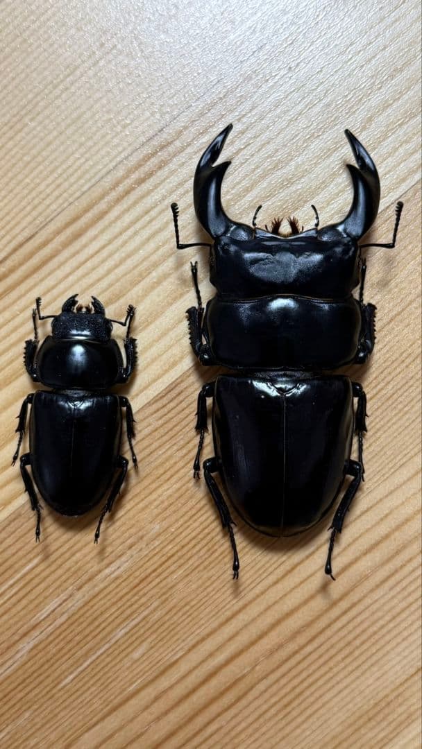 アンタエウスオオクワガタ89mmペア