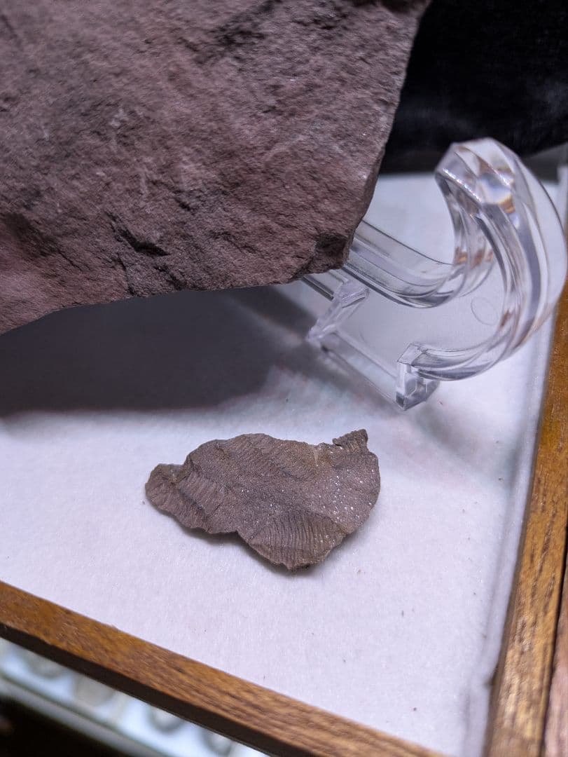 博物館級　三葉虫　群生　化石　標本　地学