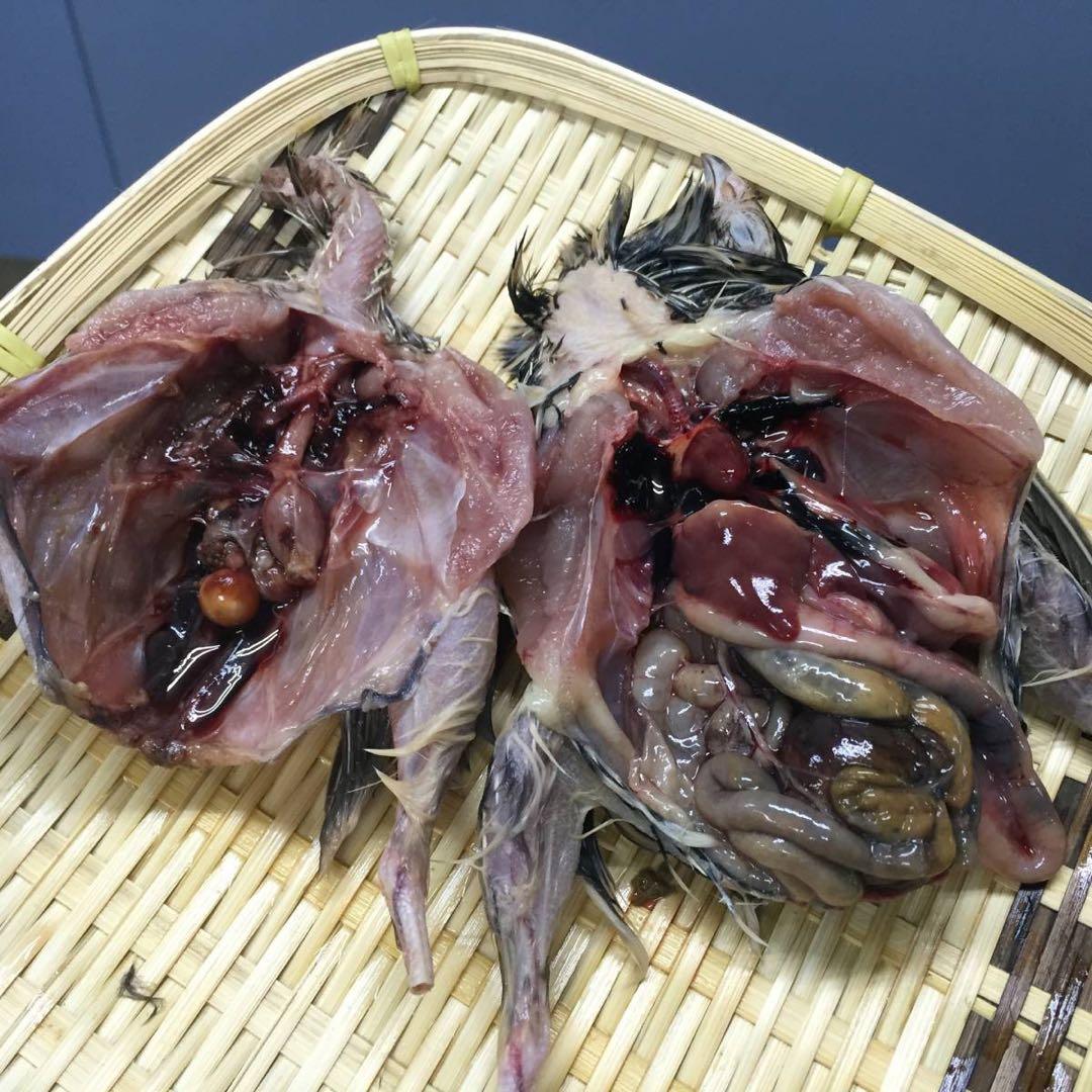 【無薬】猛禽類・爬虫類などに！！北海道産　冷凍ウズラ 100羽【未処理】