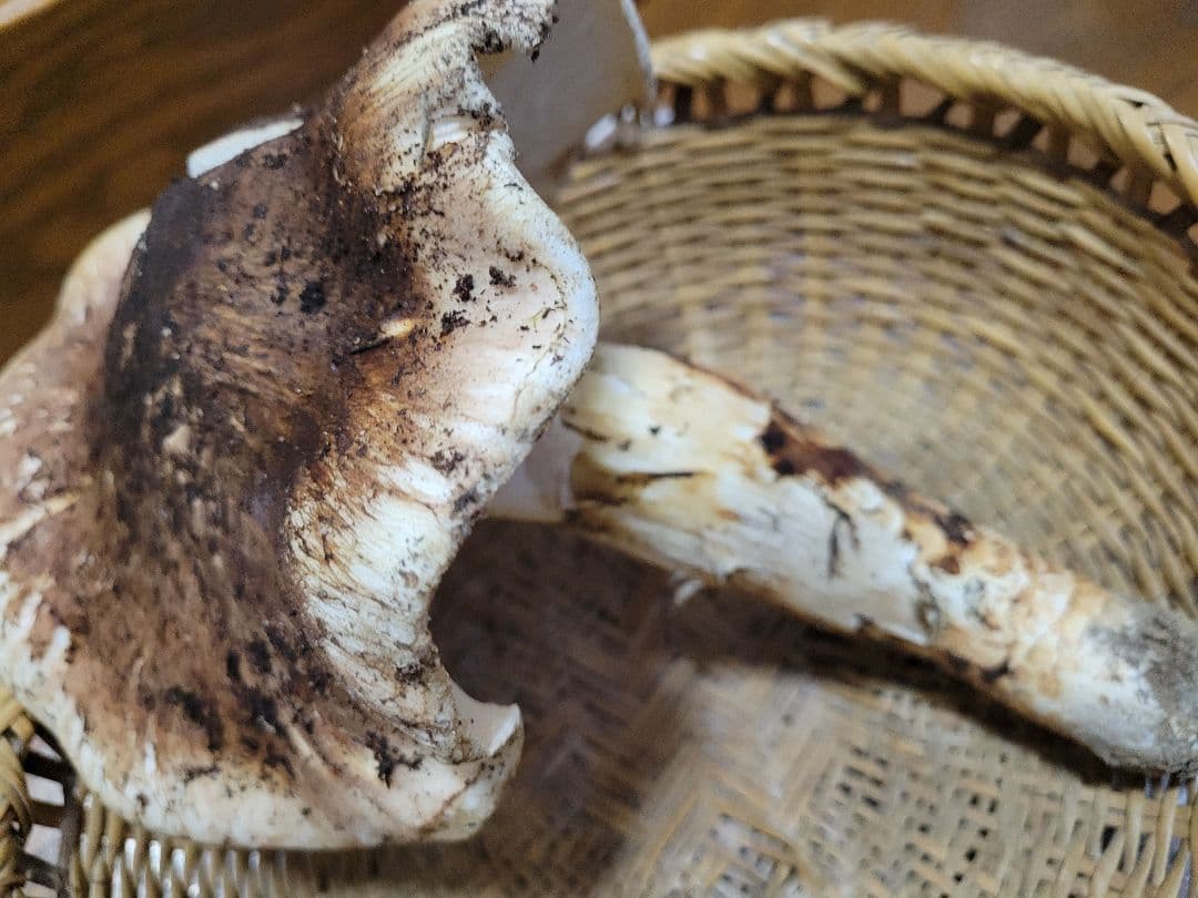 特大　極太　国産　岩手県産　松茸　425g