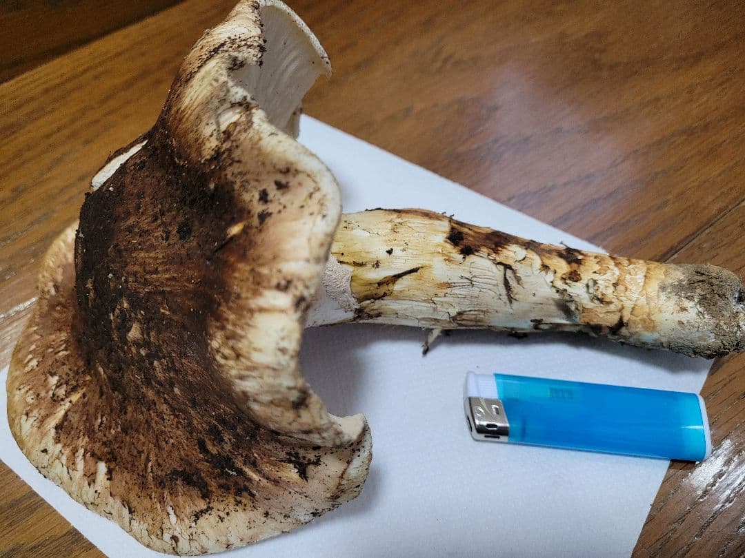 特大　極太　国産　岩手県産　松茸　425g