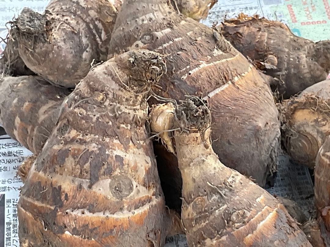 Masakadu Nakamura分　海老芋　12,5kg