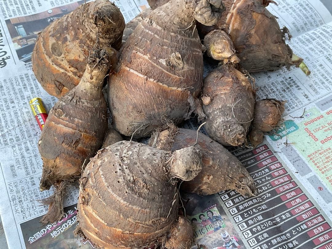 Masakadu Nakamura分　海老芋　12,5kg