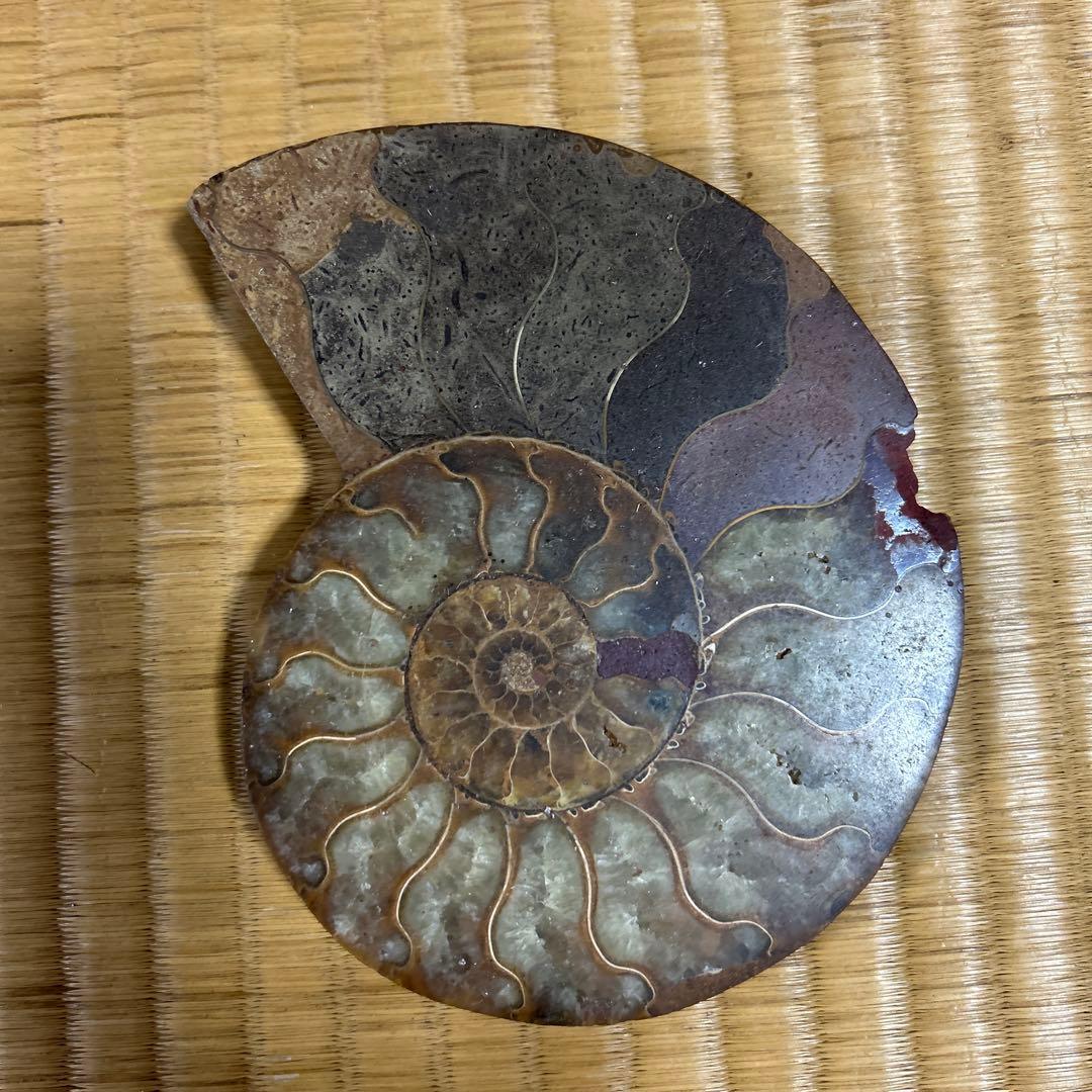 3点　化石　アンモナイト　等