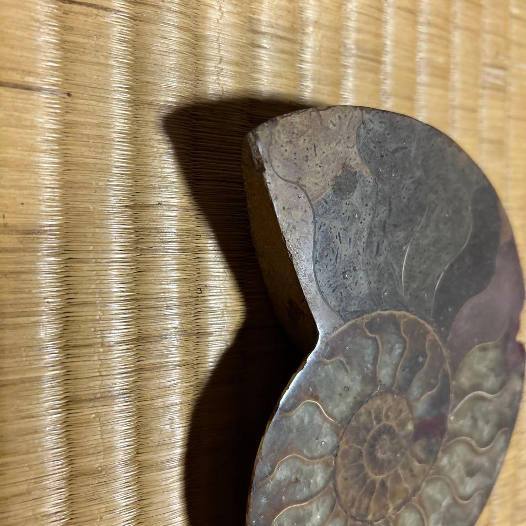 3点　化石　アンモナイト　等