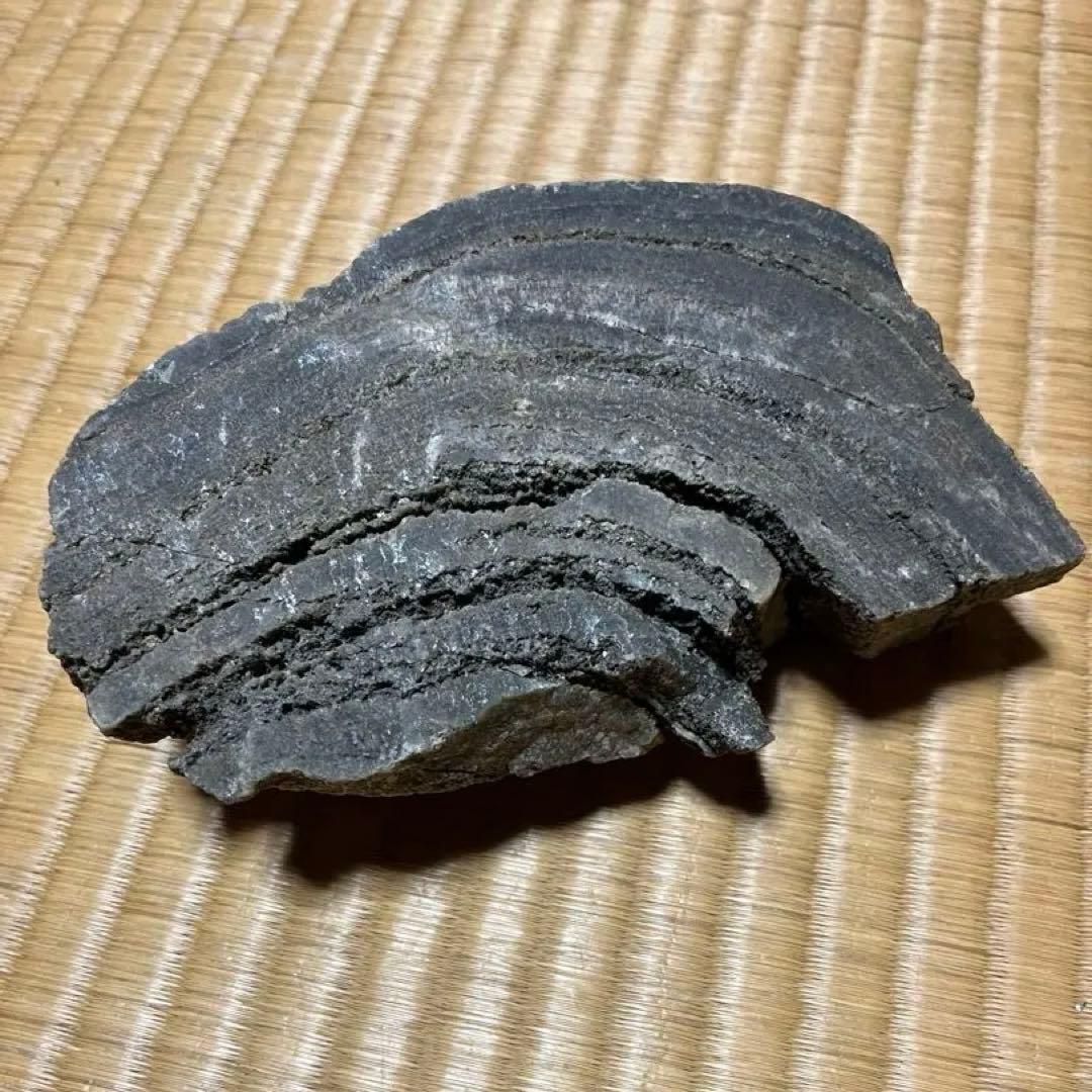 3点　化石　アンモナイト　等