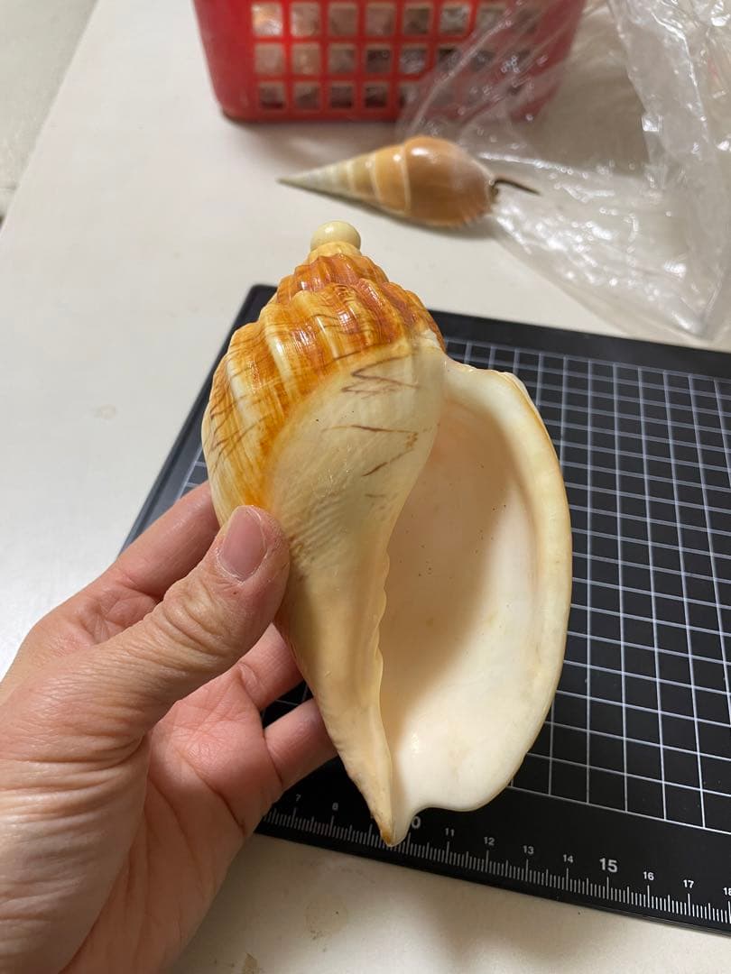 ダンシャクボラ　貝殻　標本