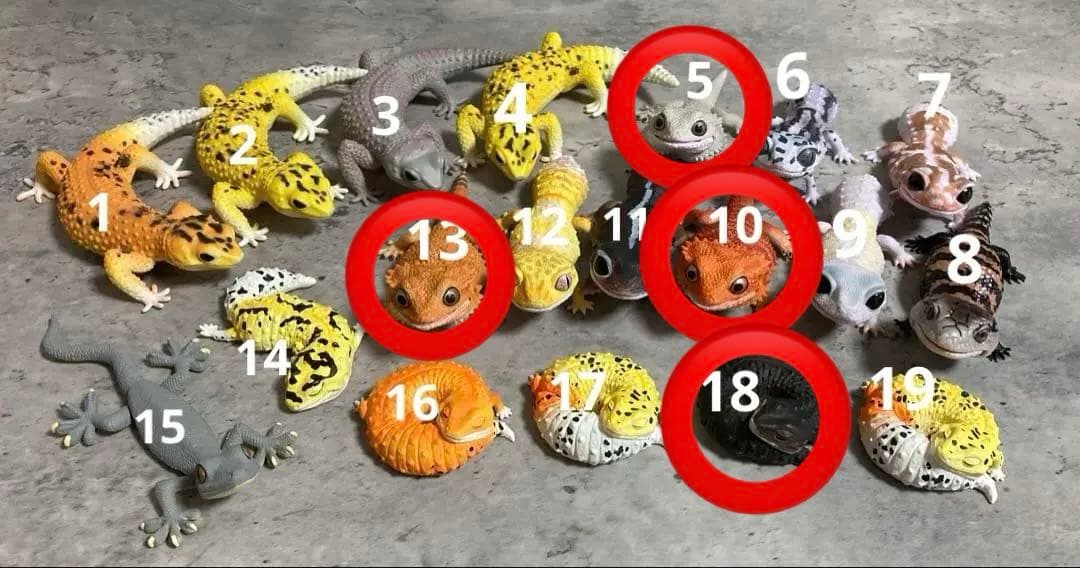 【単品購入⭕️】爬虫類/トカゲ まとめ売り