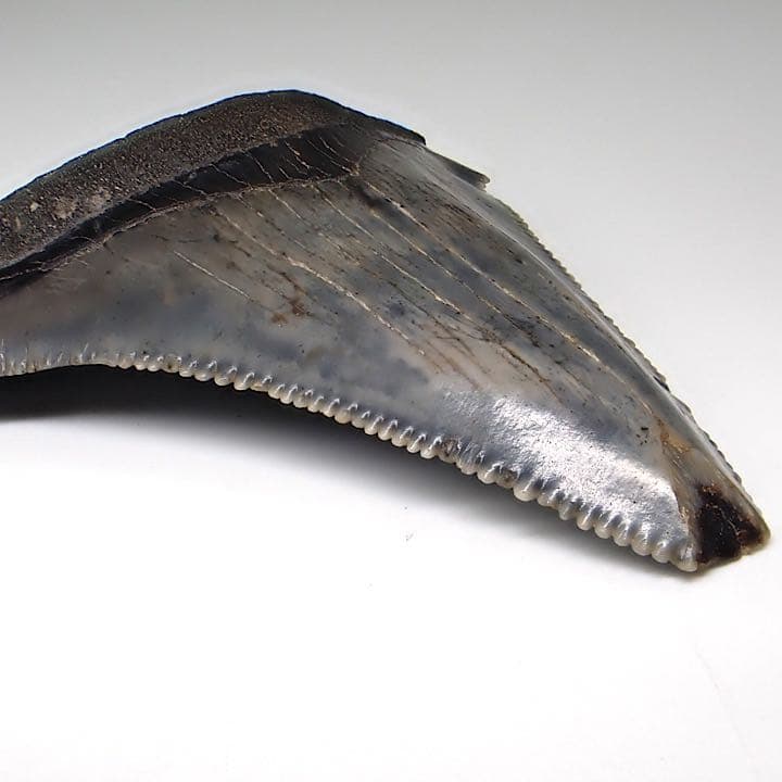 【アメリカ産】メガロドンの歯の化石