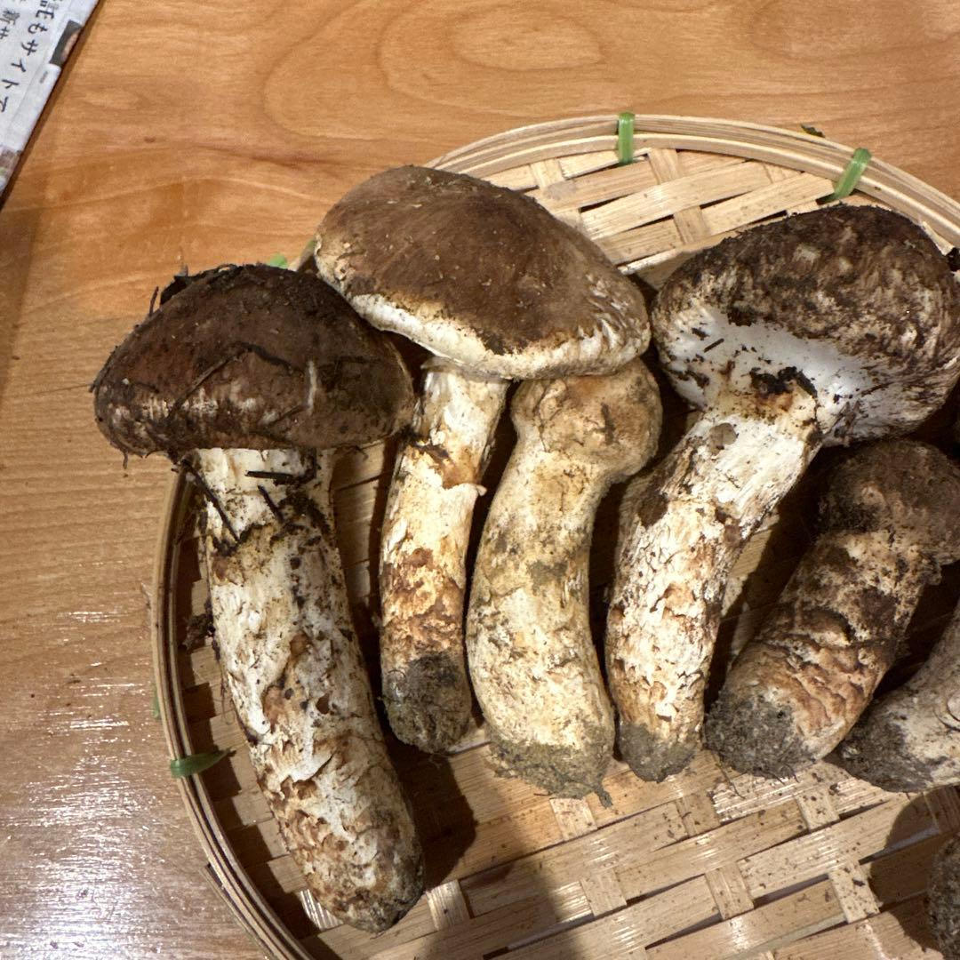 松茸　南信州産②