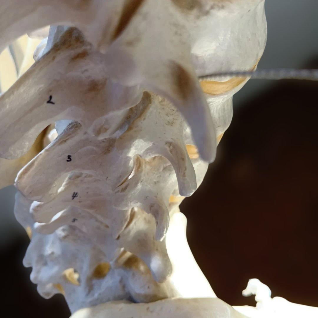 3B 骨格模型 ドイツ製 等身大 理学療法士 オステオパシー 整体 柔道整復師