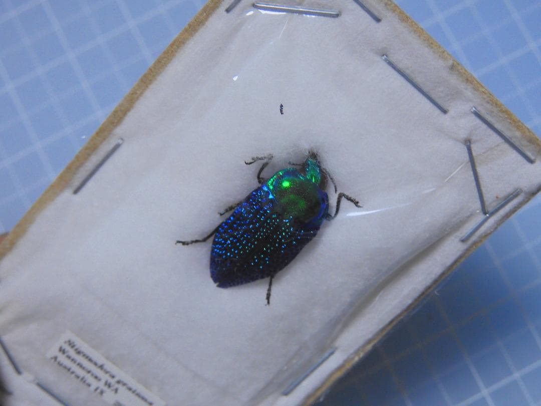 標本 Australia Stigmodera groriosa 18mm