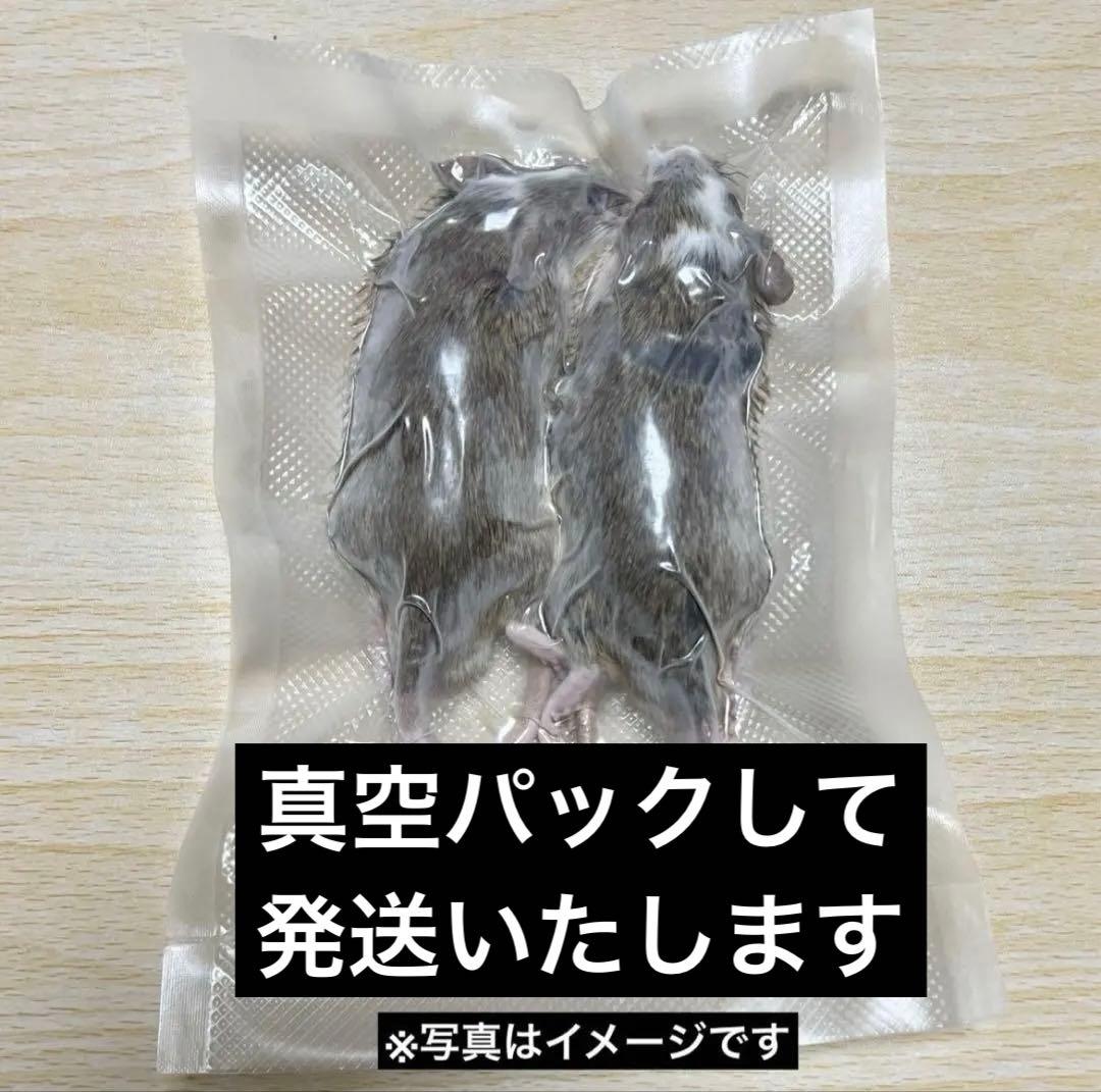 冷凍ヤワゲネズミ 約60～75ｇ 20匹