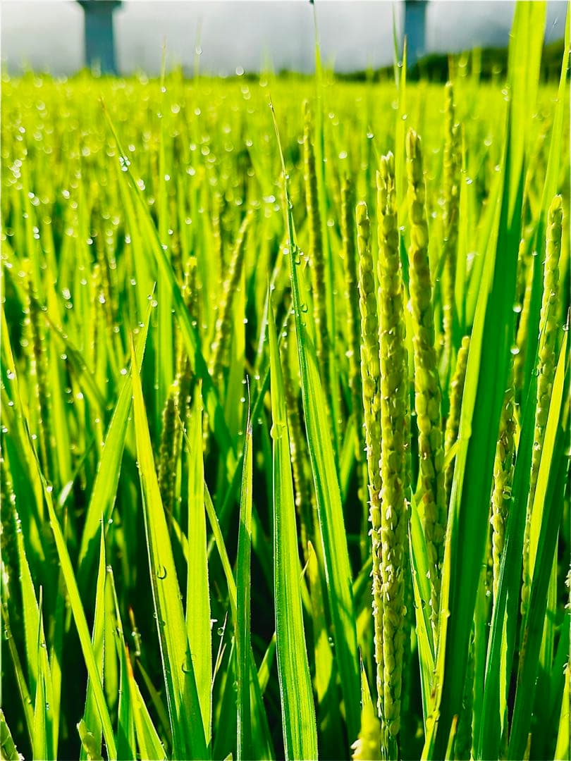 米農家直送 令和6年度 ヒノヒカリ白米10キロ 低農栽培 宮崎県産