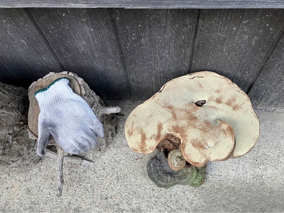 霊芝　さるのこしかけ　天然