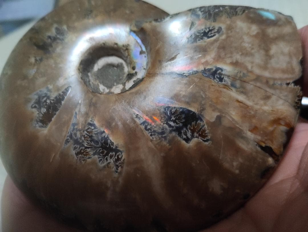 化石 アンモナイト オパール化 遊色 レインボー３点 9800an0814