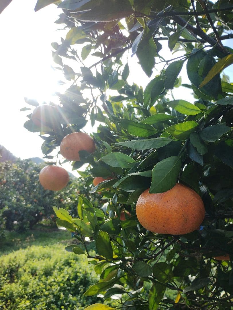 甘平　5kg箱　初物