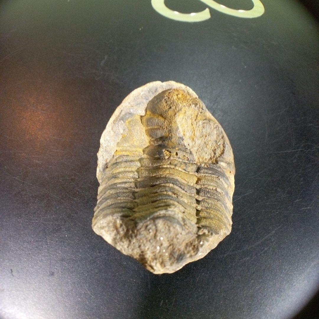 三葉虫　化石　fossil　ボリビア産　trilobite　海生動物識別⑤